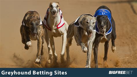 Best Greyhound Betting Sites .